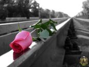 ������ ������� �����