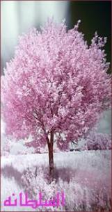 ������ ������� ��������